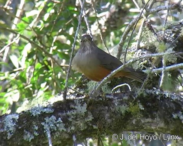 Rufous-bellied Thrush - ML201269231