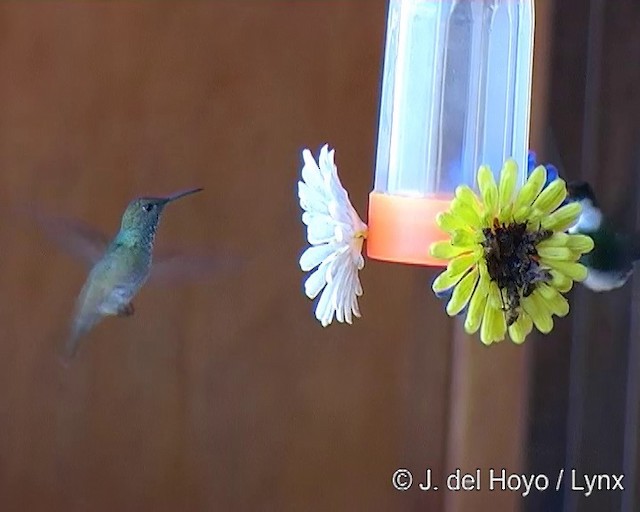 tupikolibri (versicolor gr.) - ML201269261