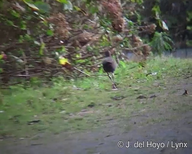 Slaty-breasted Wood-Rail - ML201269271