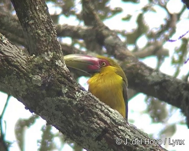 Saffron Toucanet - ML201269281