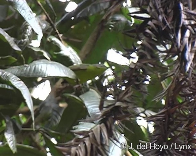 Golden-crowned Warbler (Golden-crowned) - ML201269291