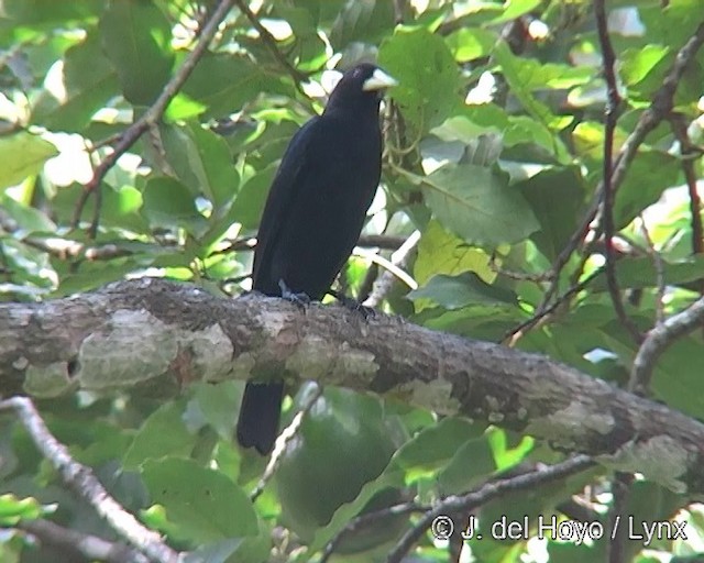 Red-rumped Cacique - ML201269301