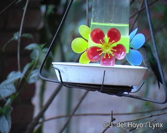 Swallow-tailed Hummingbird - ML201269311