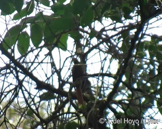 Zimtschwanz-Blattspäher (leucophrus) - ML201269331