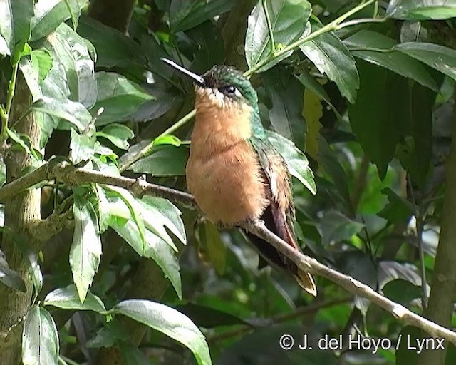 Colibrí Colirrojo - ML201269381