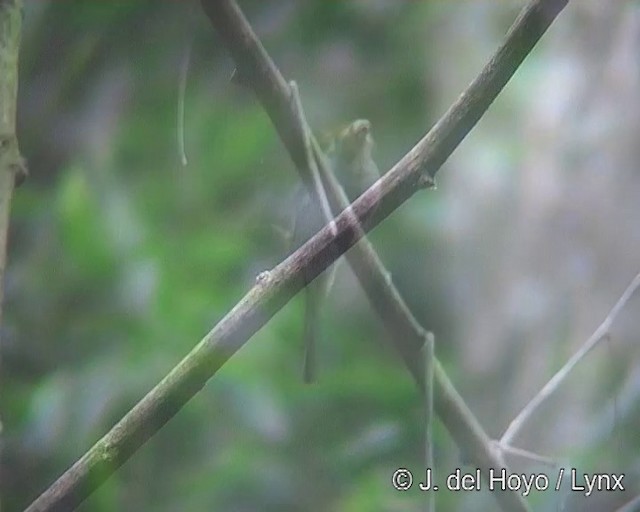 Southern Tropical Pewee - ML201269411