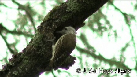 datel krůpějový - ML201269471