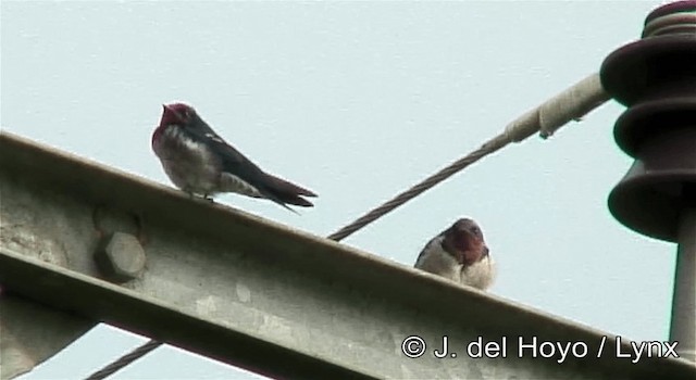 Golondrina Angoleña - ML201269481