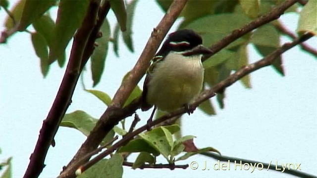 Yellow-rumped Tinkerbird - ML201269531