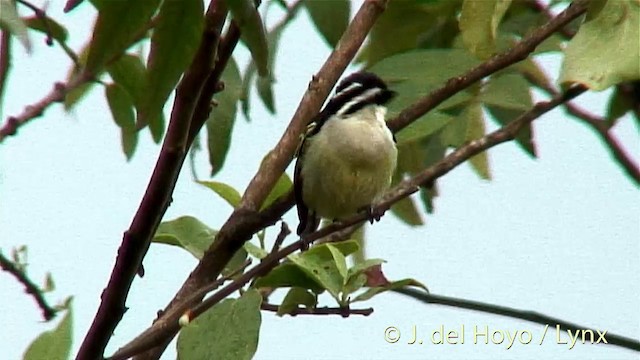 Барбіон золотогузий - ML201269541