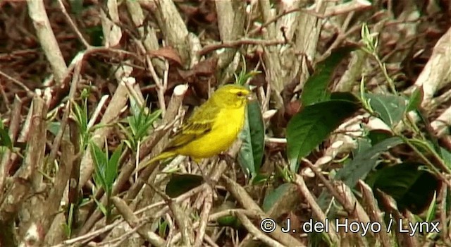 Brimstone Canary - ML201269571