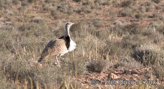 Houbara Bustard (North African) - ML201269631