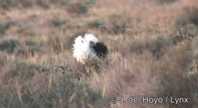 Houbara Bustard (North African) - ML201269641