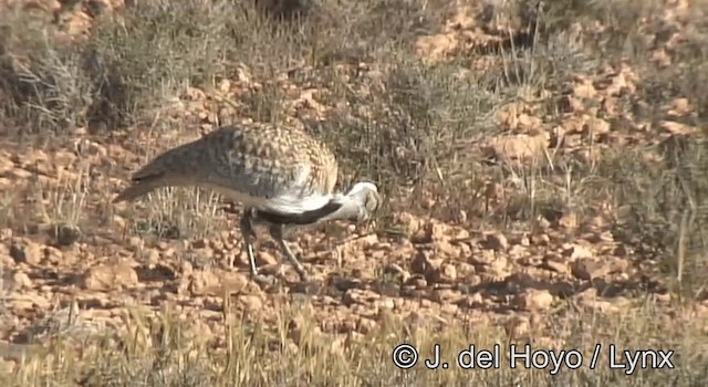 Houbara Bustard (North African) - ML201269651