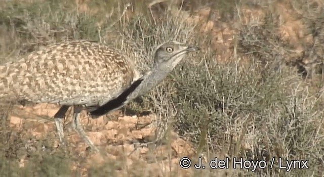 Houbara Bustard (North African) - ML201269671