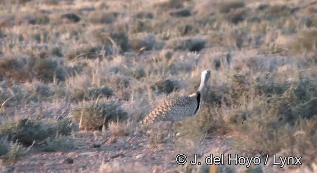 Houbara Bustard (North African) - ML201269681