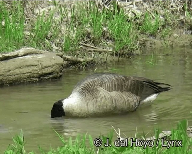 berneška velká [skupina canadensis] - ML201269741