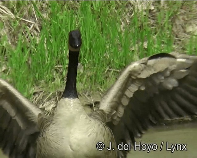 Canada Goose (canadensis Group) - ML201269761