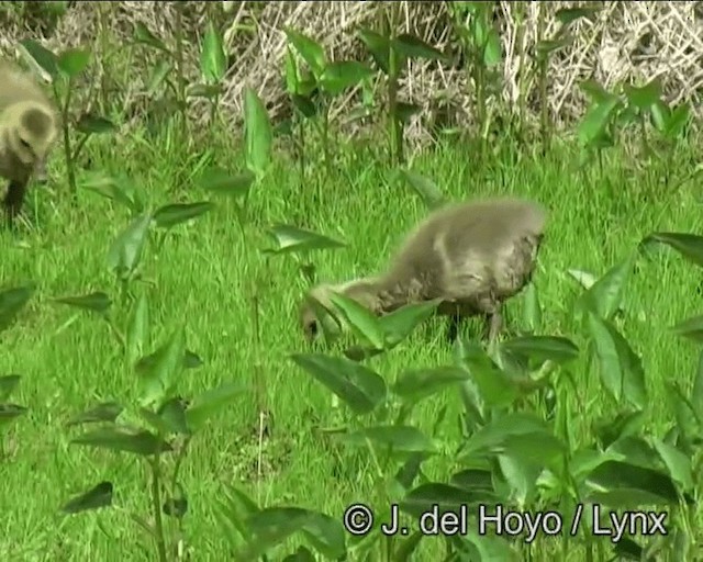 Канадская казарка [группа canadensis] - ML201269771