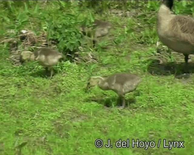 Canada Goose (canadensis Group) - ML201269781