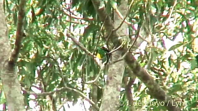 African Emerald Cuckoo - ML201269901