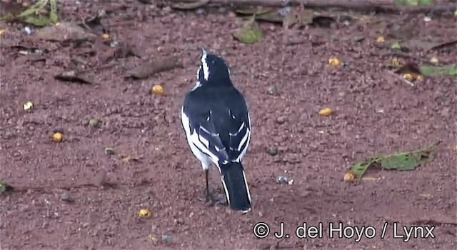 African Pied Wagtail - ML201269931