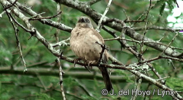 Moineau gris - ML201270011