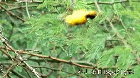 Black-necked Weaver - ML201270051