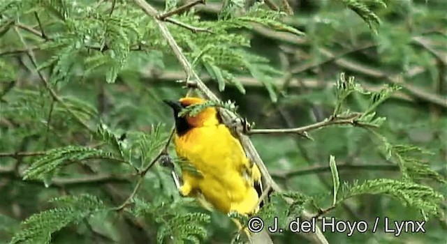 Black-necked Weaver - ML201270061