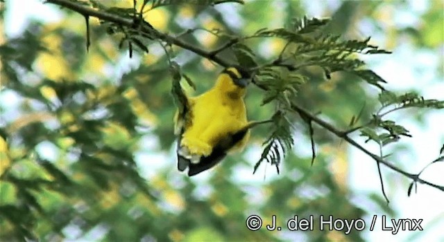 Black-necked Weaver - ML201270071