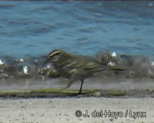 Red-winged Blackbird (Red-winged) - ML201270091