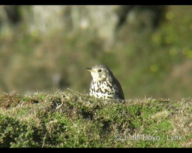 Ethiopian Thrush - ML201270101