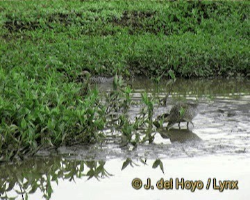 Cerceta Capuchina - ML201270171