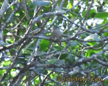 Bicolored Conebill - ML201270181
