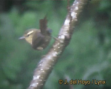 Olive Spinetail - ML201270191