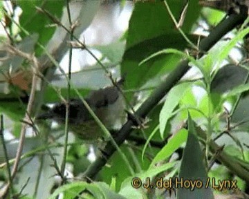 Fleckenbrust-Ameisenvogel - ML201270201