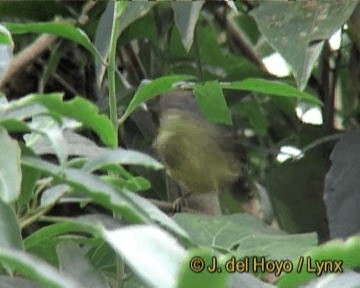 Spot-breasted Antvireo - ML201270211