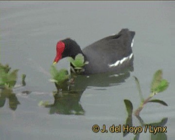 Common Gallinule (American) - ML201270221