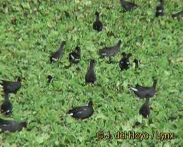 Common Gallinule (American) - ML201270251