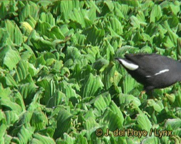 Common Gallinule (American) - ML201270271