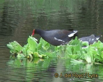 Amerikateichhuhn [galeata-Gruppe] - ML201270291