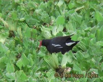 Amerikateichhuhn [galeata-Gruppe] - ML201270301