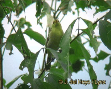 Kızıl Yüzlü Tangara - ML201270321