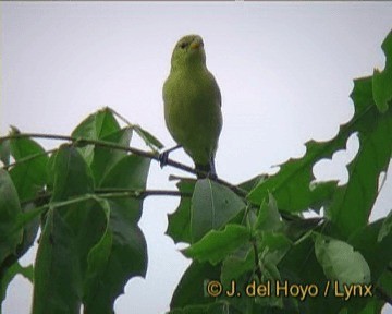 Kızıl Yüzlü Tangara - ML201270331