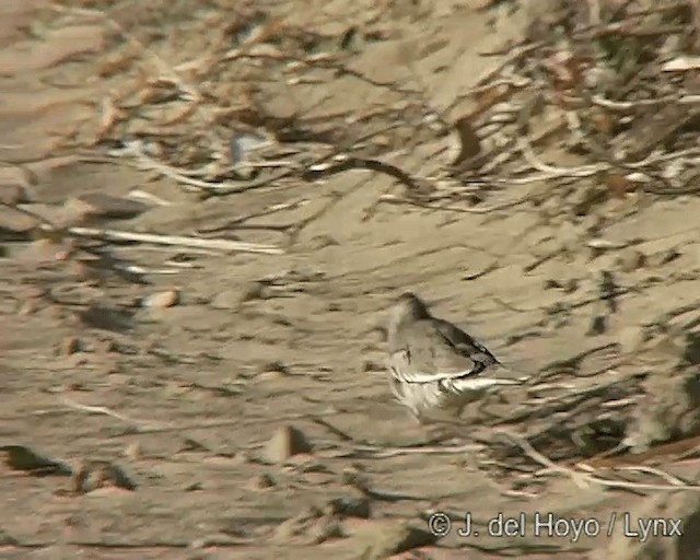 Picui Ground Dove - ML201270341