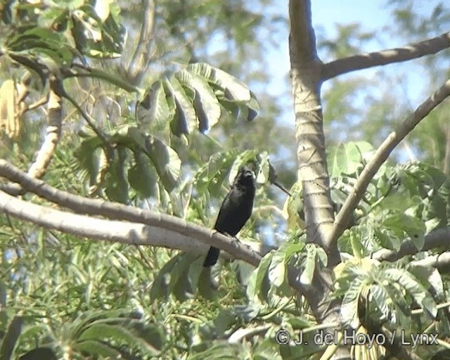 Chopi Blackbird - ML201270351