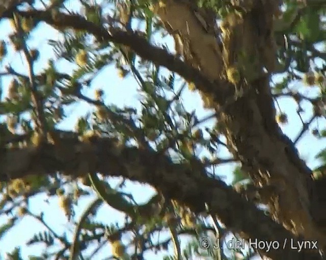 Plain Tyrannulet - ML201270361