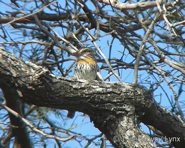 Fleckmantel-Faulvogel (striatipectus) - ML201270381