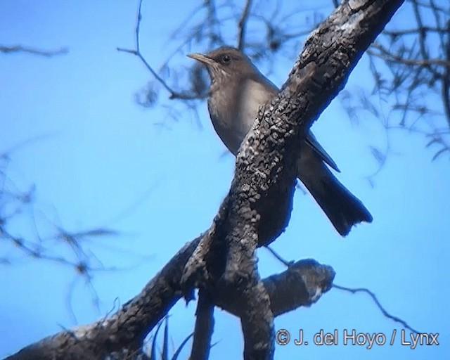 Merle à ventre clair - ML201270391