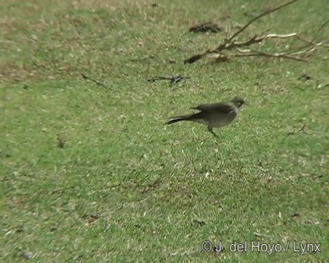 Creamy-bellied Thrush - ML201270401